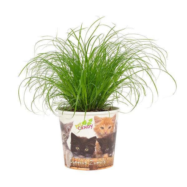 Cyperus Zumula 12cm - Beker Pet Candy Kat - Ø12cm - ↕23cm  BotanicBridge