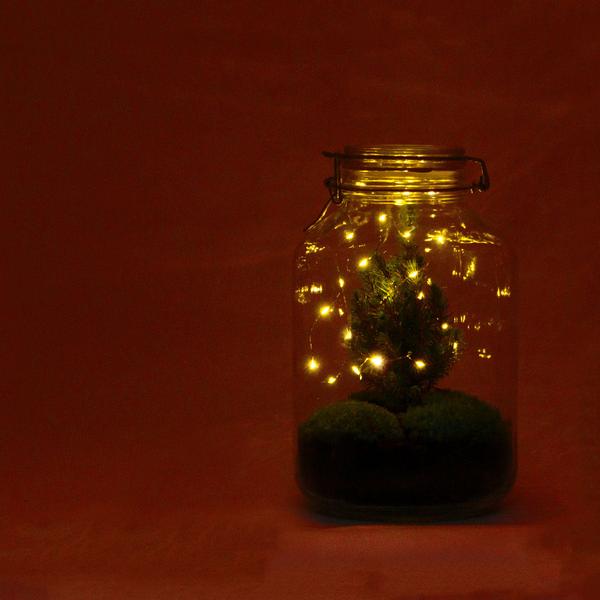 DIY terrarium - Jar Christmas - ↕ 28 cm  BotanicBridge