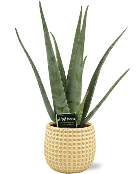 Aloe Vera - Ø19cm - ↕70cm + Bubble Pot D19,5x17,5cm - Goud  BotanicBridge