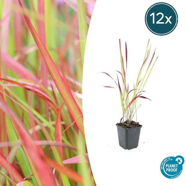 Imperata cylindrica 'Red Baron' - ↕10-25cm - Ø9cm - 12x  BotanicBridge