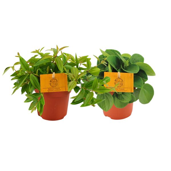 Peperomia Duo 2.0 - 2 stuks - Ø10,5cm - ↕15cm  BotanicBridge