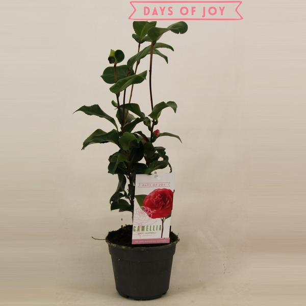 Camellia Japonica 'Lady Campbell' 15 Cm - Ø15cm - ↕45cm  BotanicBridge