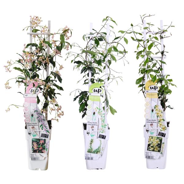 3x - Trachelospermum Mix - ↨65cm - Ø15  BotanicBridge