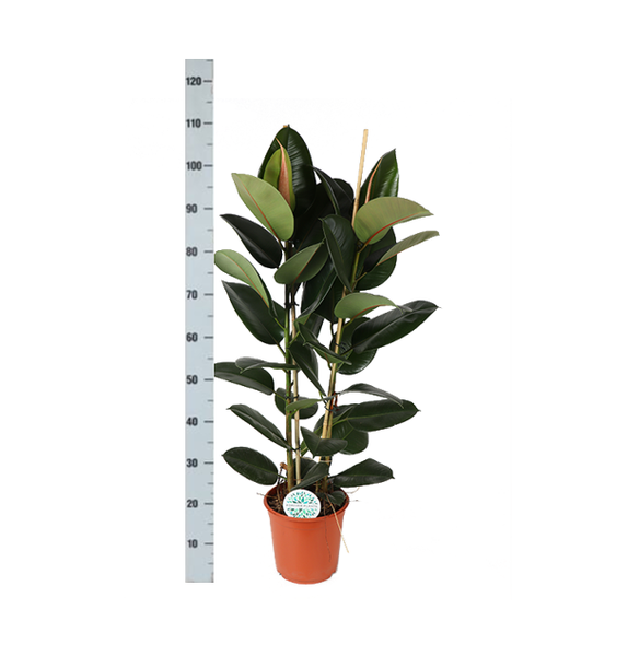 Ficus Elastica Robusta Ø24cm - ↕110cm in Era WIT pot  BotanicBridge