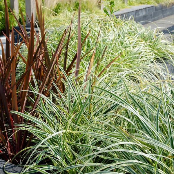 3 x Carex hachijoensis 'Evergold' - Ø 14 cm - ↨ 25 cm  BotanicBridge