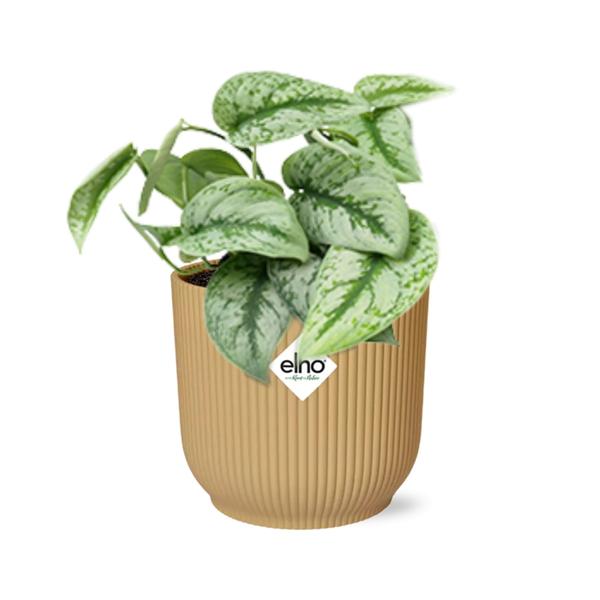 Scindapsus Pictus ‘Trebie’ in ELHO Vibes Fold 14cm geel  BotanicBridge