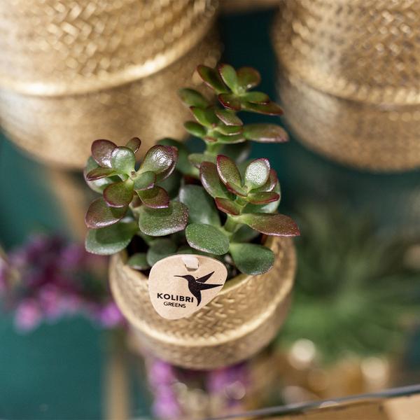 Kolibri Greens | Succulenten set van 2 planten in gouden groove sierpotten - keramiek  potmaat Ø9cm  BotanicBridge