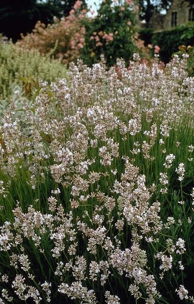 Lavandula int. 'Edelweiss' - ↕10-25cm - Ø9cm - 40x  BotanicBridge