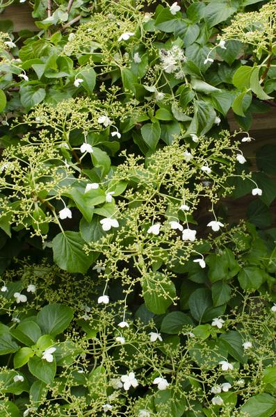 3x - Hydrangea petiolaris - ↨65cm - Ø15  BotanicBridge