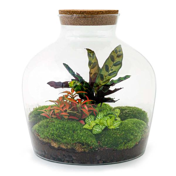 DIY terrarium - Fat Joe Rood - ↕ 30 cm - Rake + Shovel  BotanicBridge