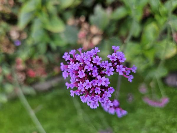 Verbena bonariensis - ↕10-25cm - Ø9cm - 6x  BotanicBridge