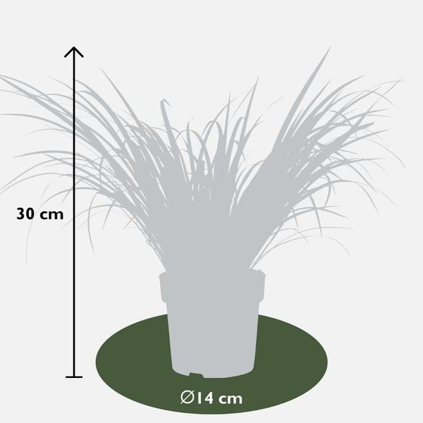 3 x Acorus gramineus 'Ogon' - Ø 14 cm - ↨ 30 cm  BotanicBridge