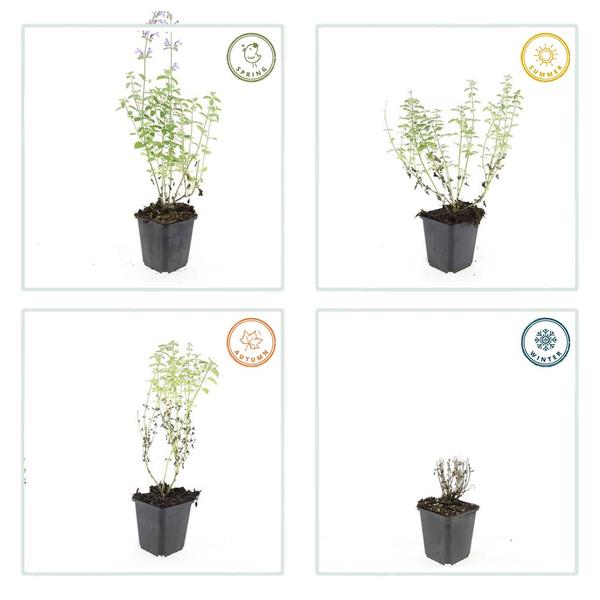 Nepeta 'Walker's Low' - ↕10-25cm - Ø9cm - 6x  BotanicBridge