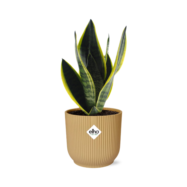 Sansevieria Futura Superba in ELHO Vibes Fold 14cm geel  BotanicBridge