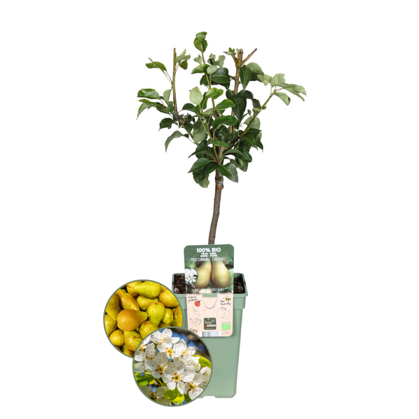 Biologische Perenboom Pyrus - 1 x Ø 20 cm - ↨ 60 cm  BotanicBridge