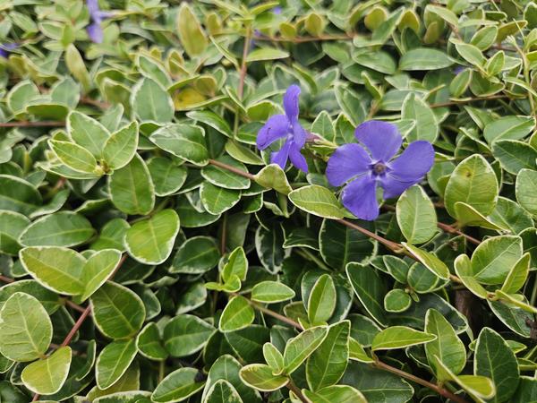 Vinca minor 'Argenteovariegata' - ↕10-25cm - Ø9cm - 12x  BotanicBridge