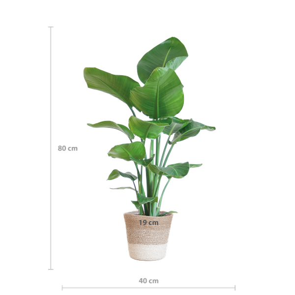 Strelitzia Nicolai met Lissabon mand wit - 80cm - Ø19  BotanicBridge