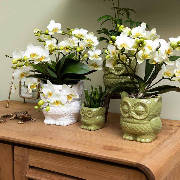 Kolibri Home | Owl bloempot - Witte keramieken sierpot - Ø6cm  BotanicBridge