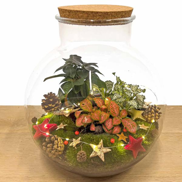 Christmas Terrarium Decoration Kit!  BotanicBridge