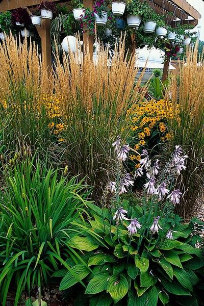 Calamagrostis acut. 'Karl Foerster'  - ↕10-25cm - Ø9cm - 12x  BotanicBridge