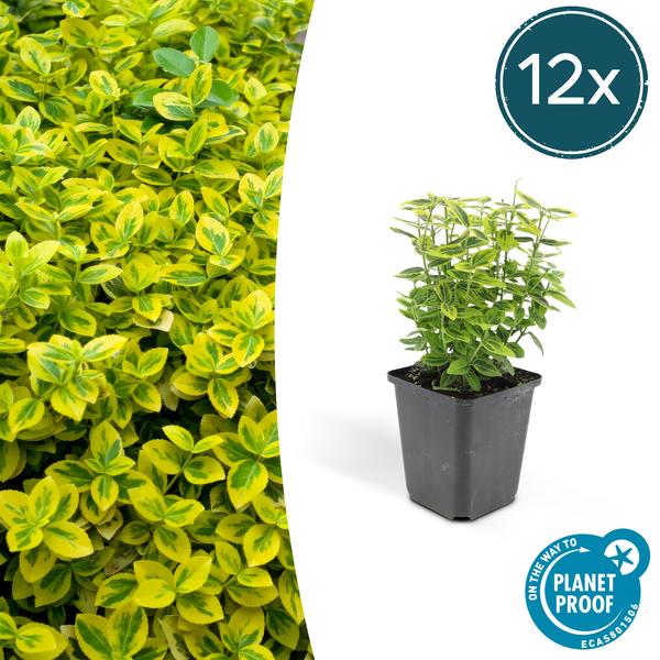 Euonymus fort. 'Emerald 'n Gold’ - ↕10-25cm - Ø9cm - 12x  BotanicBridge