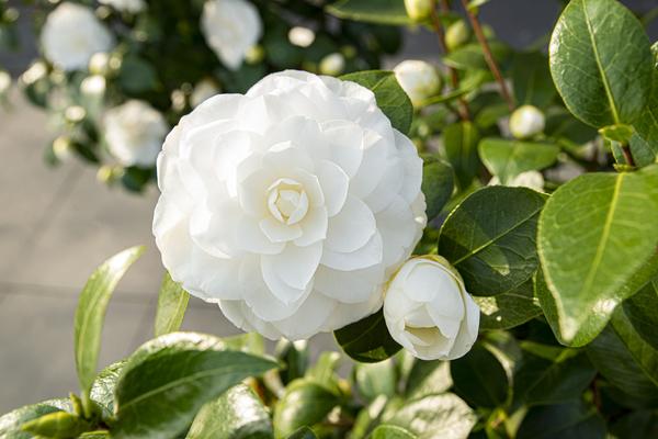 Camellia jap. 'Nuccio's Gem' - Ø19cm - ↕65cm  BotanicBridge