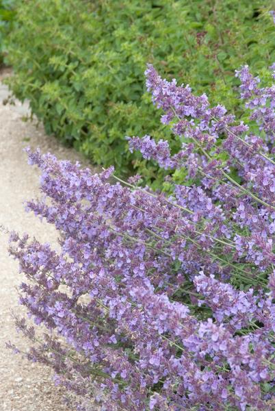 Nepeta 'Walker's Low' - ↕10-25cm - Ø9cm - 40x  BotanicBridge