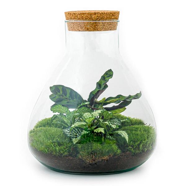 DIY terrarium – Sammie – ↕ 27 cm  BotanicBridge