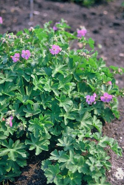 Geranium cant. 'Cambridge' - ↕10-25cm - Ø9cm - 12x  BotanicBridge