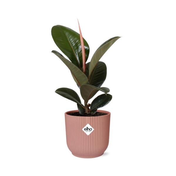 Ficus Elastica ‘Robusta’ in ELHO Vibes Fold 14cm roze  BotanicBridge