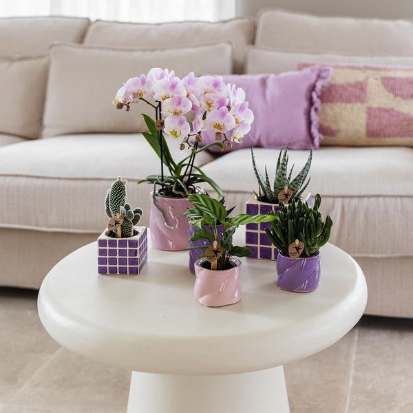 Kolibri Home | Mosa sierpot - Lilac - Ø9cm  BotanicBridge