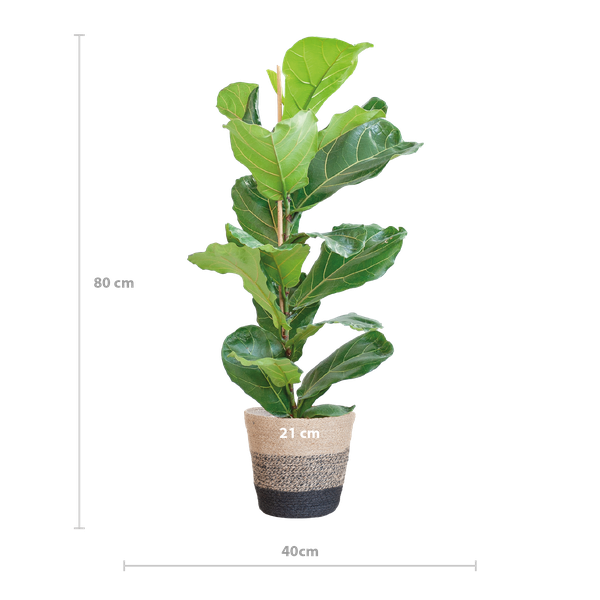 Ficus Lyrata met Mand Lissabon zwart - 80cm - Ø21  BotanicBridge