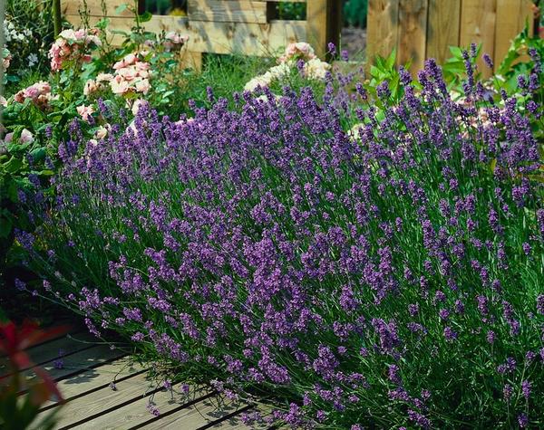 Lavandula ang. 'Munstead' - ↕10-25cm - Ø9cm - 6x  BotanicBridge