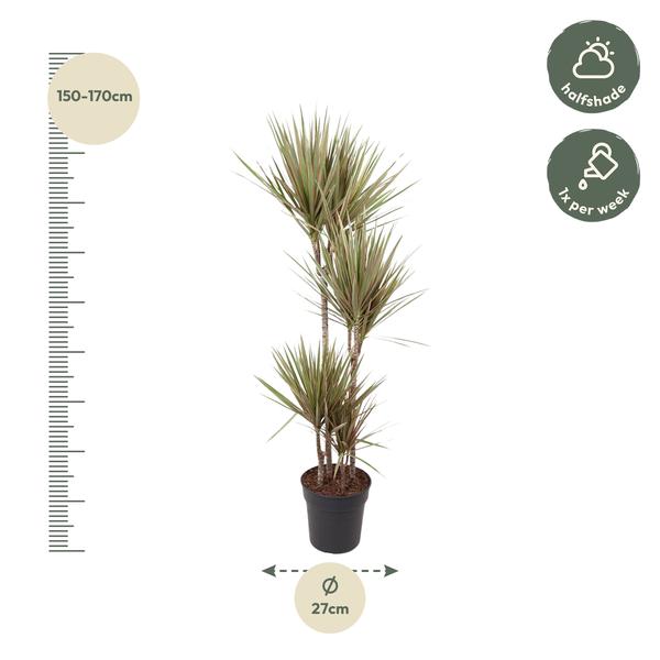 Dracaena Bicolor - 160 cm - ø27  BotanicBridge