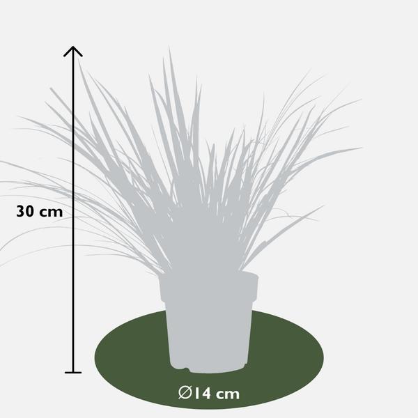 3 x Acorus gramineus 'Argenteostriatus' - Ø 14 cm - ↨ 30 cm  BotanicBridge