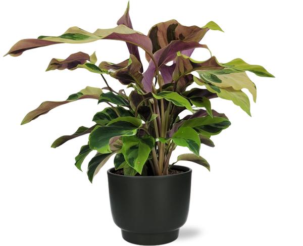 Calathea Yellow Fusion Ø14cm - ↕40cm + Potenza Pot D15x13cm - Zwart  BotanicBridge