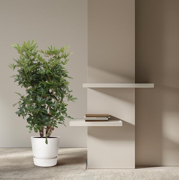 Schefflera Arboricola Compacta vertakt - 140 cm - ø40  BotanicBridge