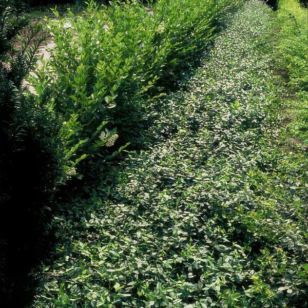 Euonymus fortunei radicans - ↕10-25cm - Ø9cm - 12x  BotanicBridge