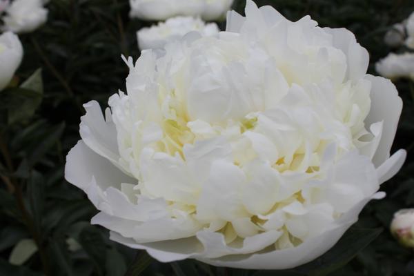 Paeonia 'Duchesse de Nemours' - 4x  BotanicBridge