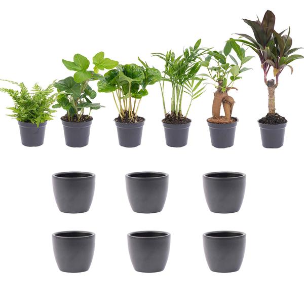 Mini planten set 6 - Inclusief 6x pot Boule Antraciet  BotanicBridge