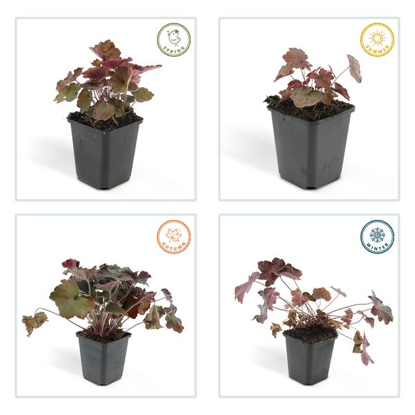 Heuchera mic. 'Palace Purple' - ↕10-25cm - Ø9cm - 20x  BotanicBridge