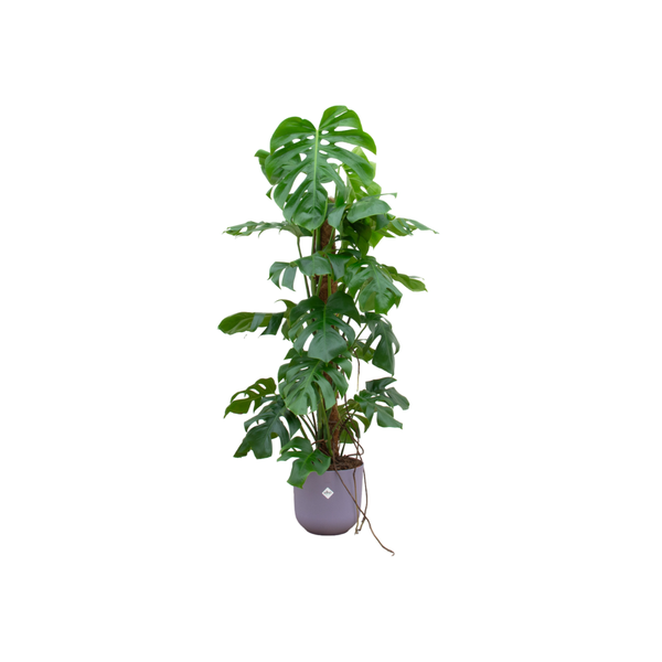 Combi deal - Monstera Pertusum XL inclusief elho Jazz Round lila Ø26 - 120 cm  BotanicBridge