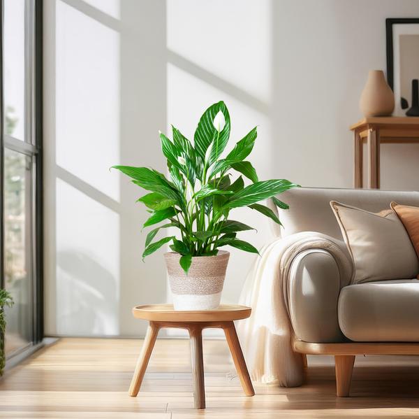 Spathiphyllum met Mand Lissabon wit - 80cm - Ø21  BotanicBridge