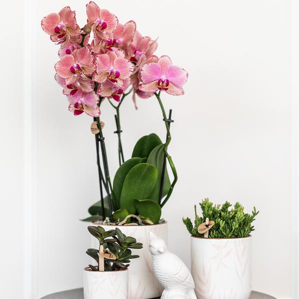 Kolibri Home | Leaf pot pink - Ø6cm  BotanicBridge