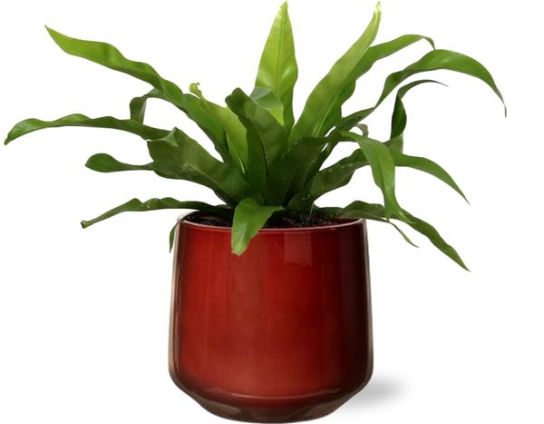 Asplenium Antiquum - Ø12cm - ↕25cm +  Puglia Pot D13/14,5x13,5cm - Rood  BotanicBridge