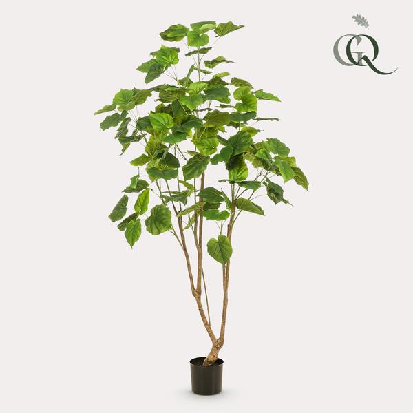 Kunstplant - Ficus umbellate - Afrikaanse vijg - 180cm  BotanicBridge