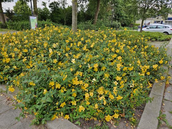 Hypericum 'Hidcote' - ↕10-25cm - Ø9cm - 40x  BotanicBridge