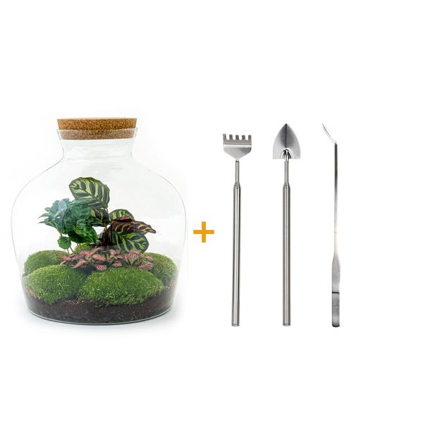 DIY terrarium - Fat Joe Coffea - ↕ 30 cm - Rake + Shovel + Tweezer  BotanicBridge