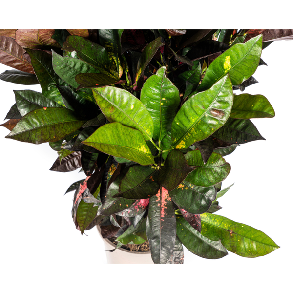 Codiaeum 'Croton' Iceton Ø24cm - ↕90-100cm  BotanicBridge