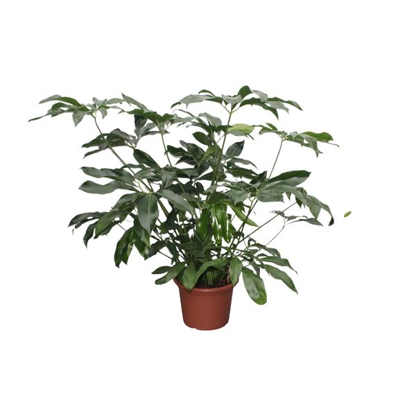 Philodendron Green Wonder XL - 140 cm - ø45  BotanicBridge